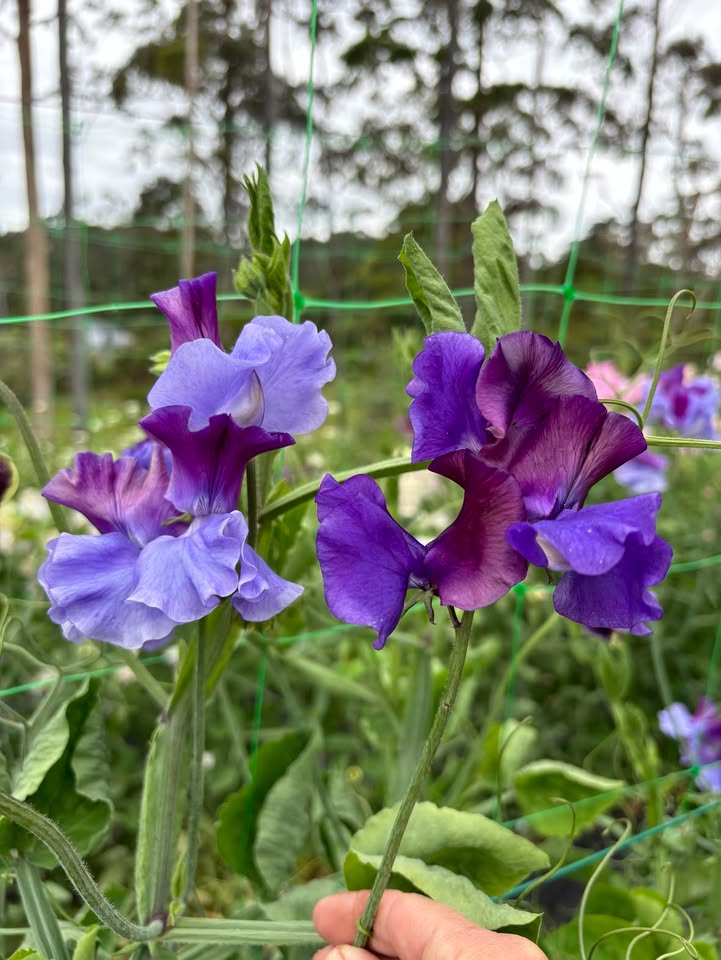 Sweet Pea's - from my beginning