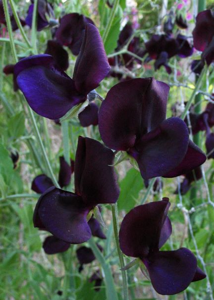 Sweet Pea 'Almost Black' NEW!
