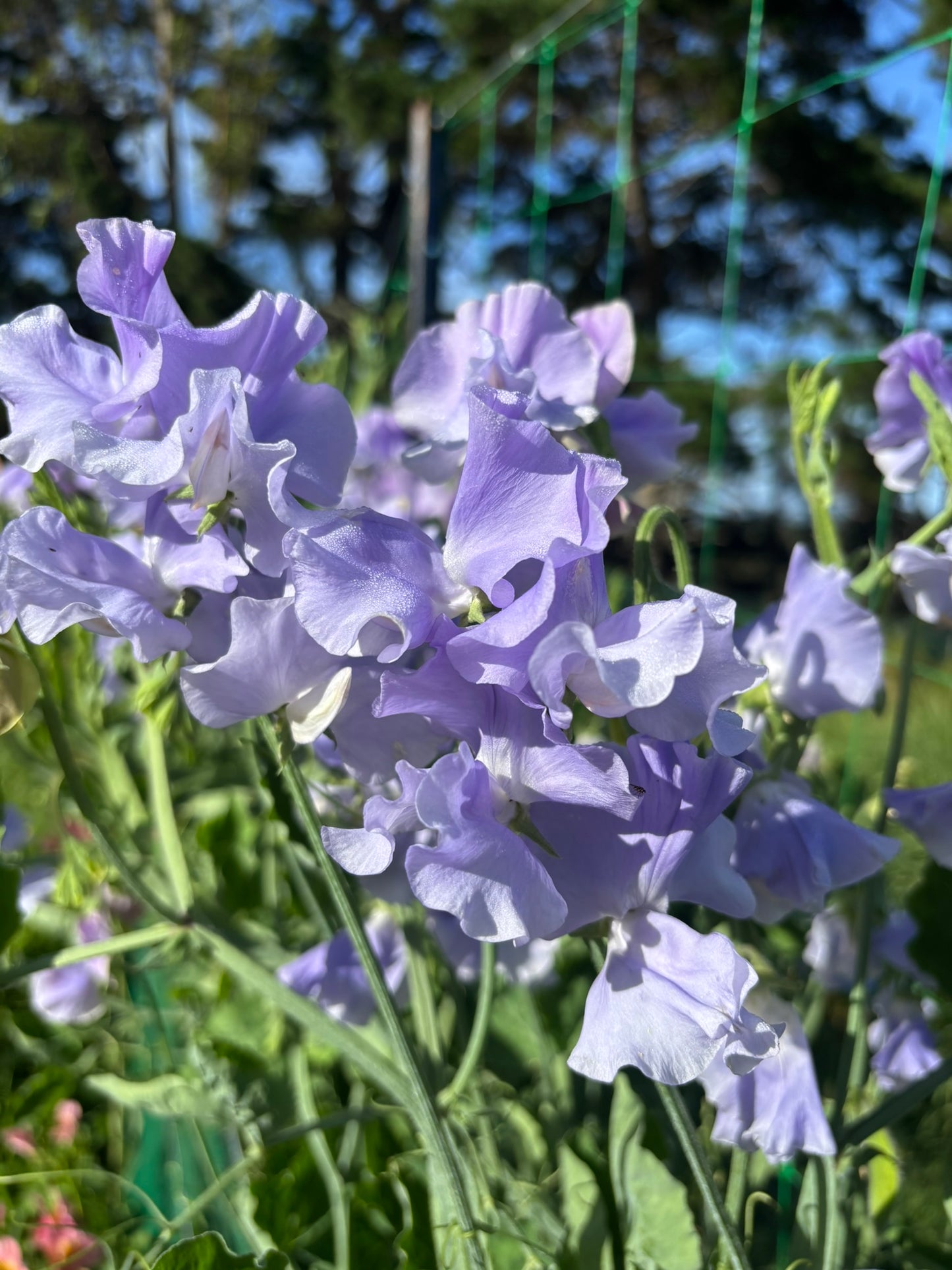 Sweet Pea 'Ballerina Blue' NEW!