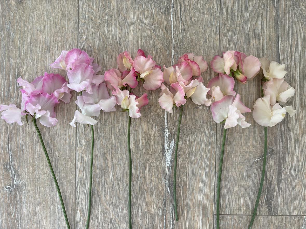 Sweet Pea 'Florists Blush Mix' NEW!