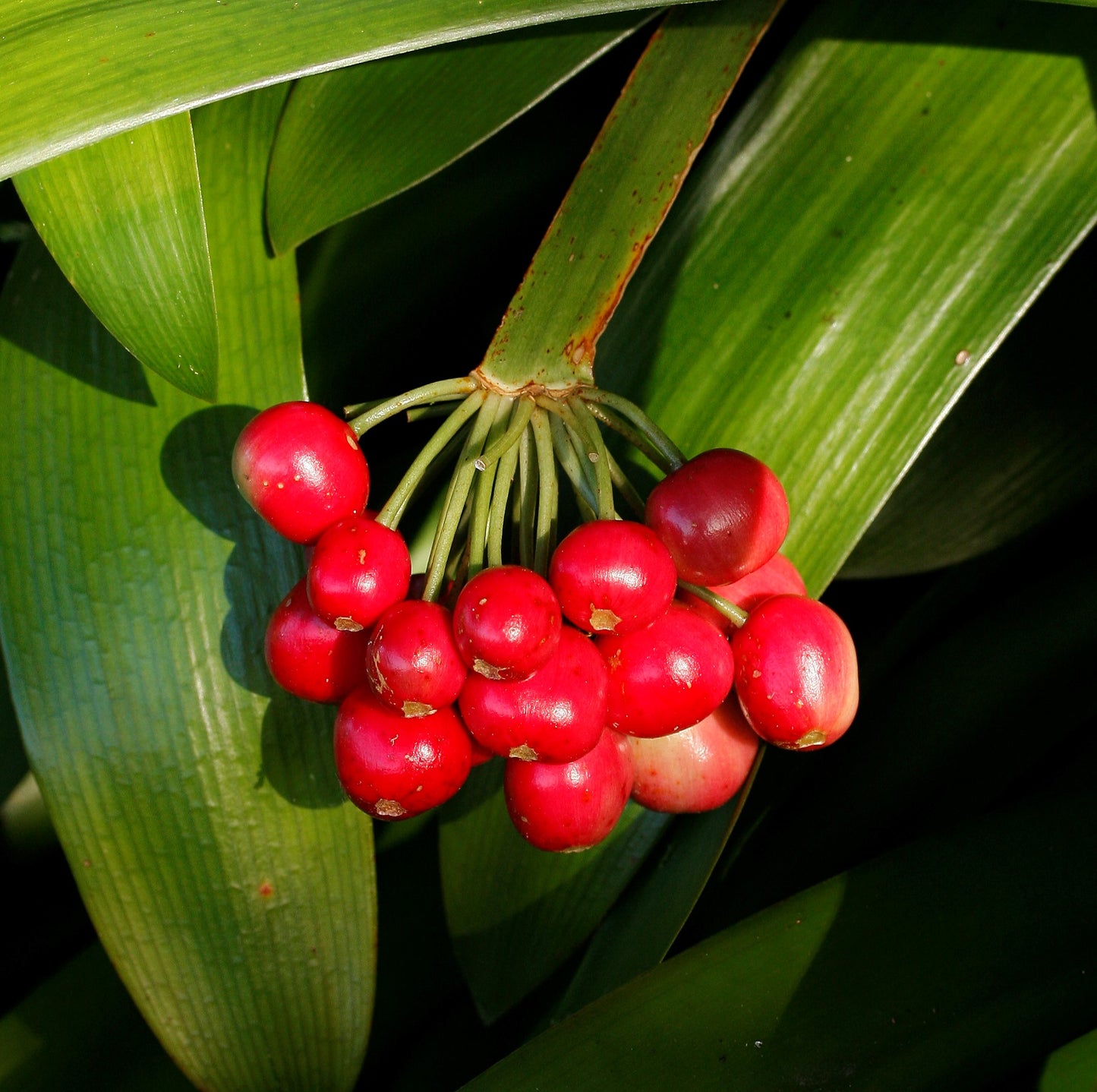 Clivia 'Woodland Glory' - Seed