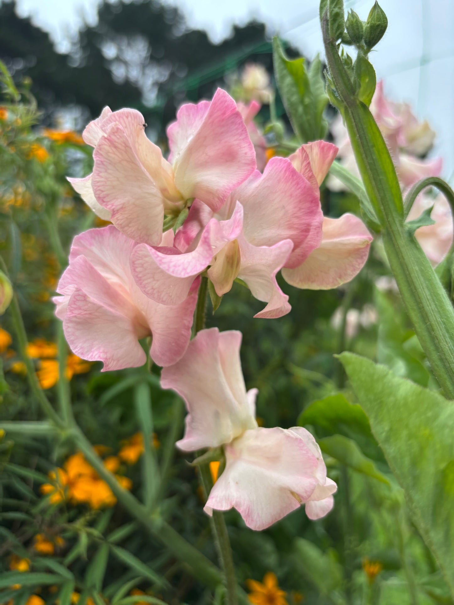 Sweet Pea 'Deborah Devonshire' NEW!