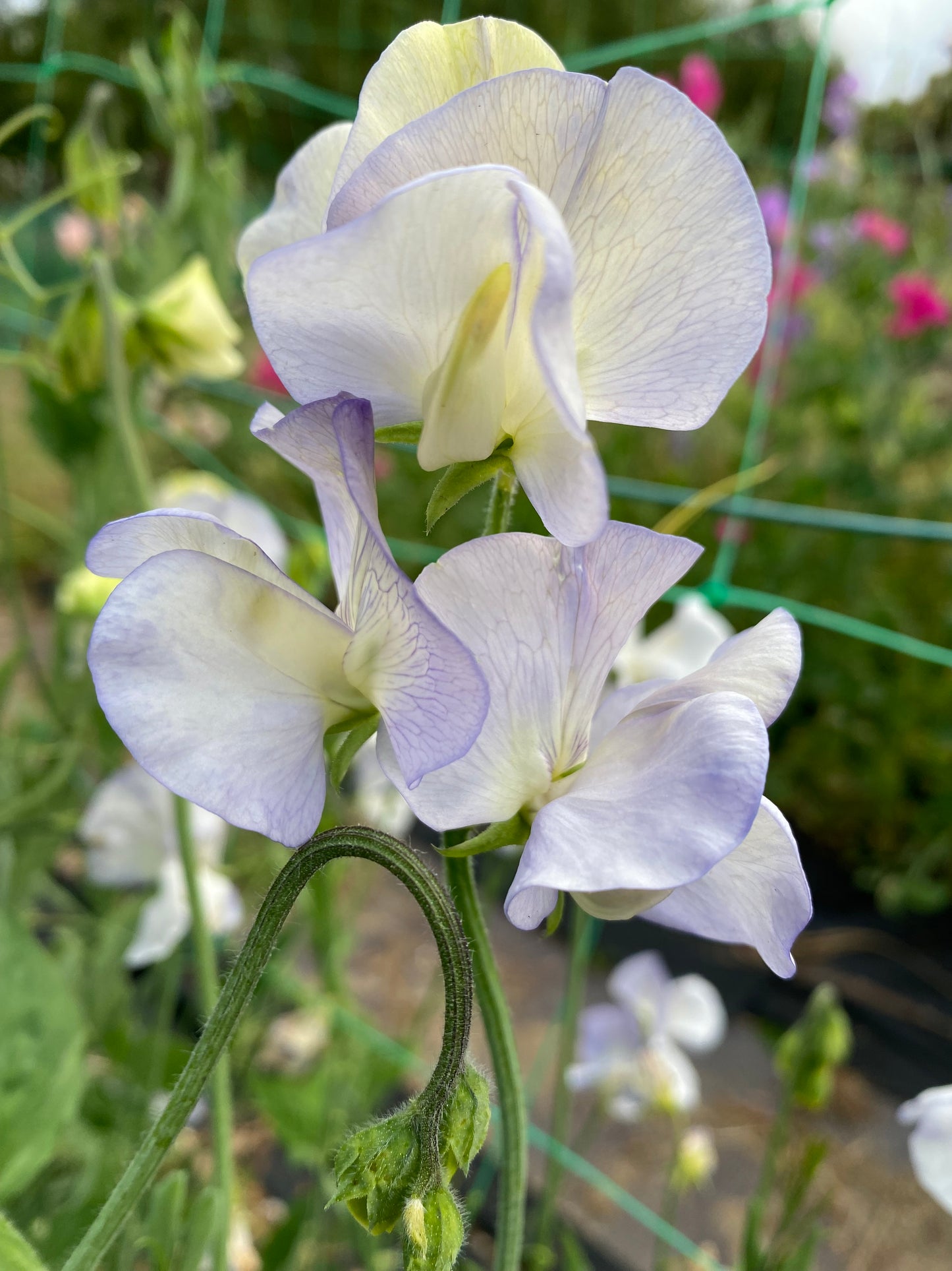 Sweet Pea 'Dragonfly' NEW!