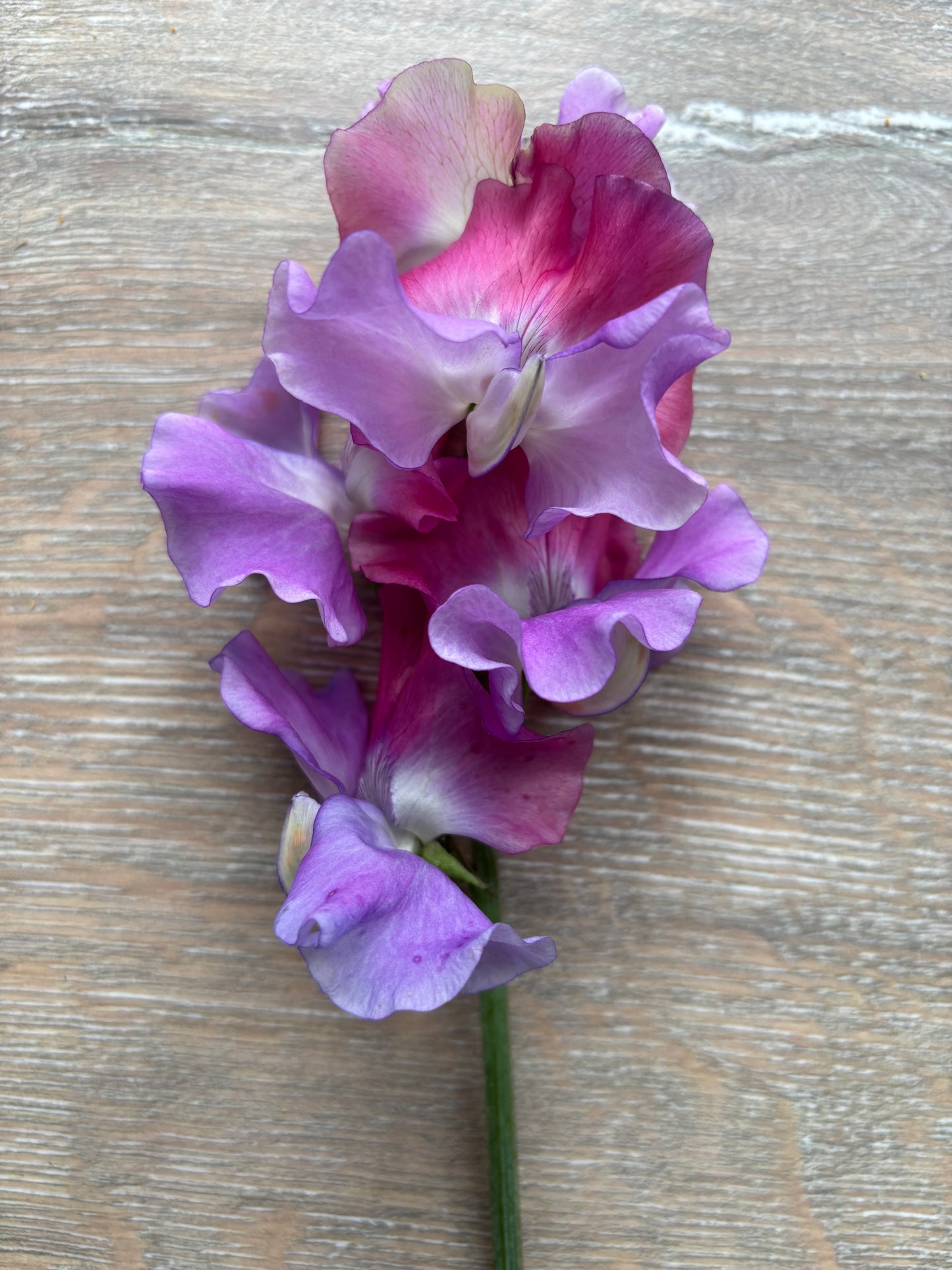 Sweet Pea 'Ella Mountbatten' NEW!