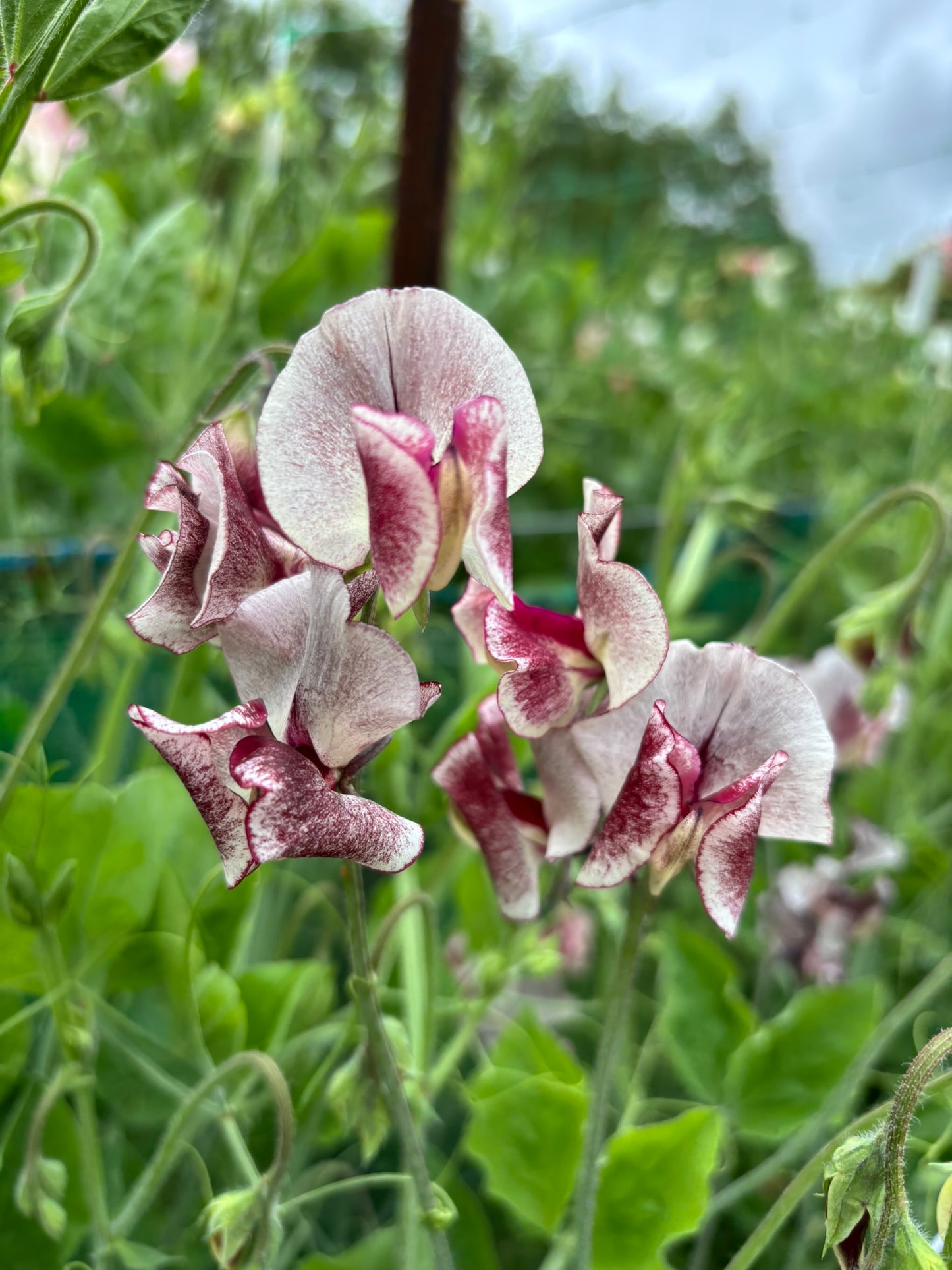 Sweet Pea 'Fantasy' NEW!