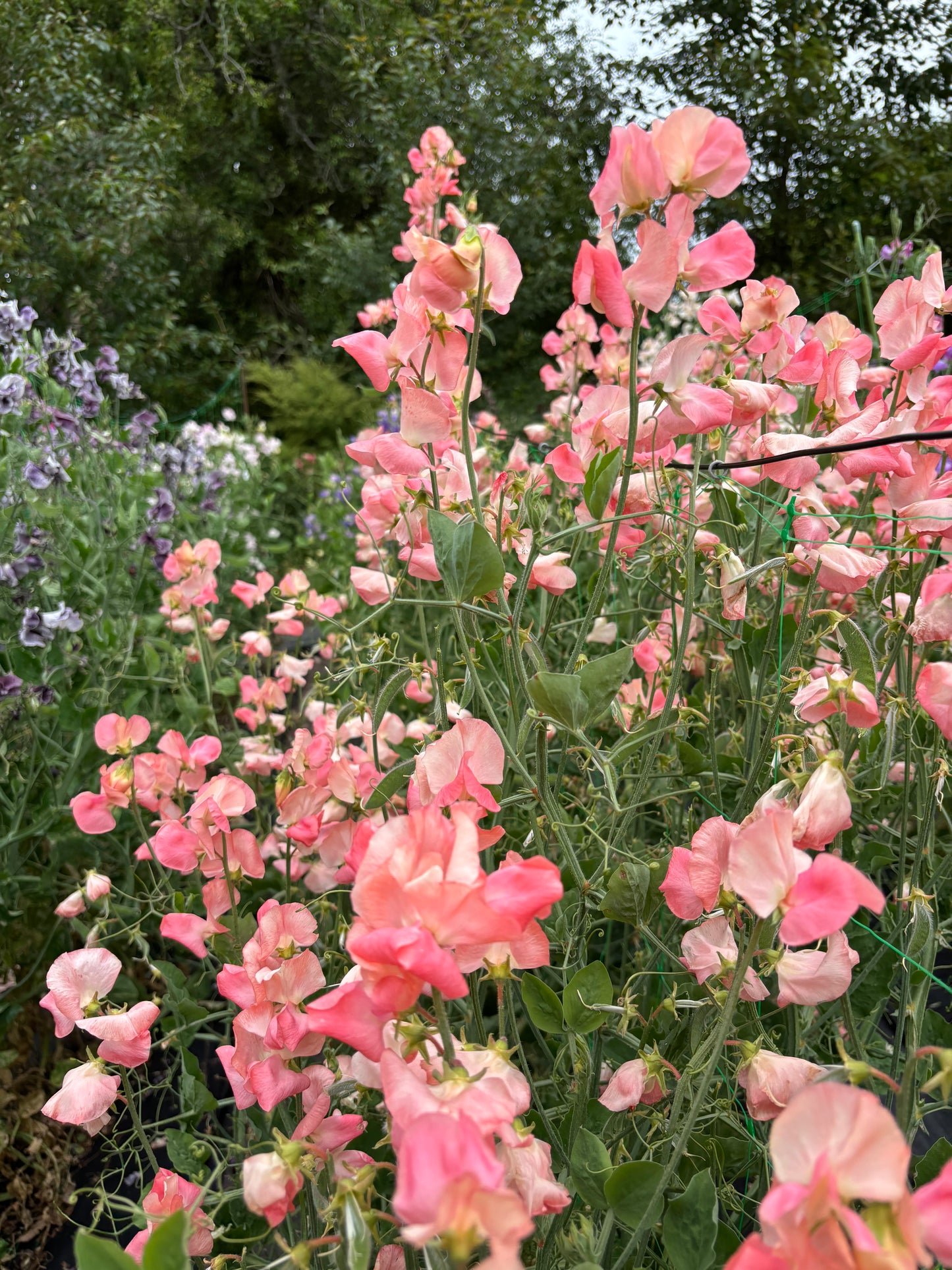 Sweet Pea 'Candyfloss' NEW!