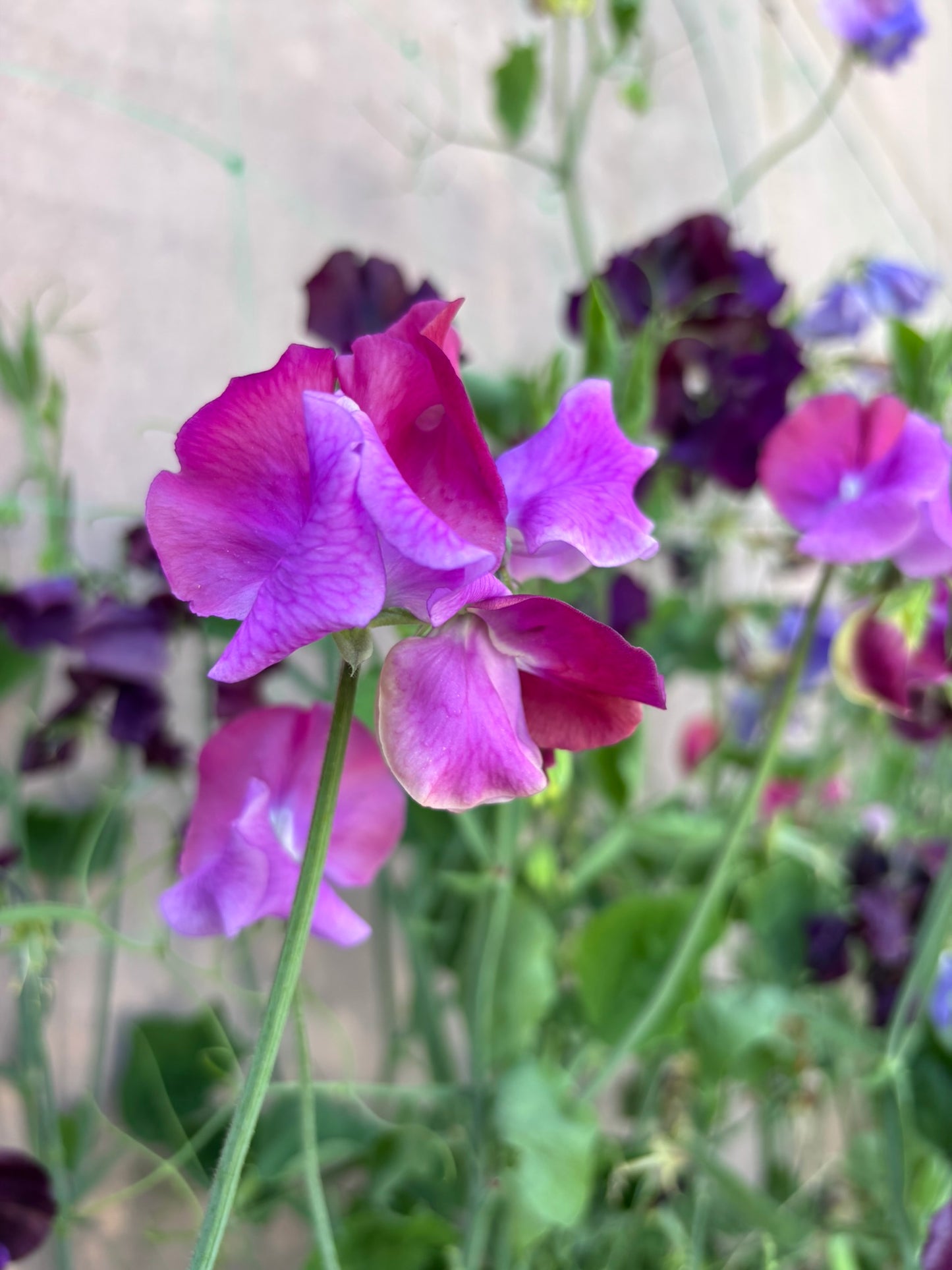 Sweet Pea 'Appalachia' NEW!