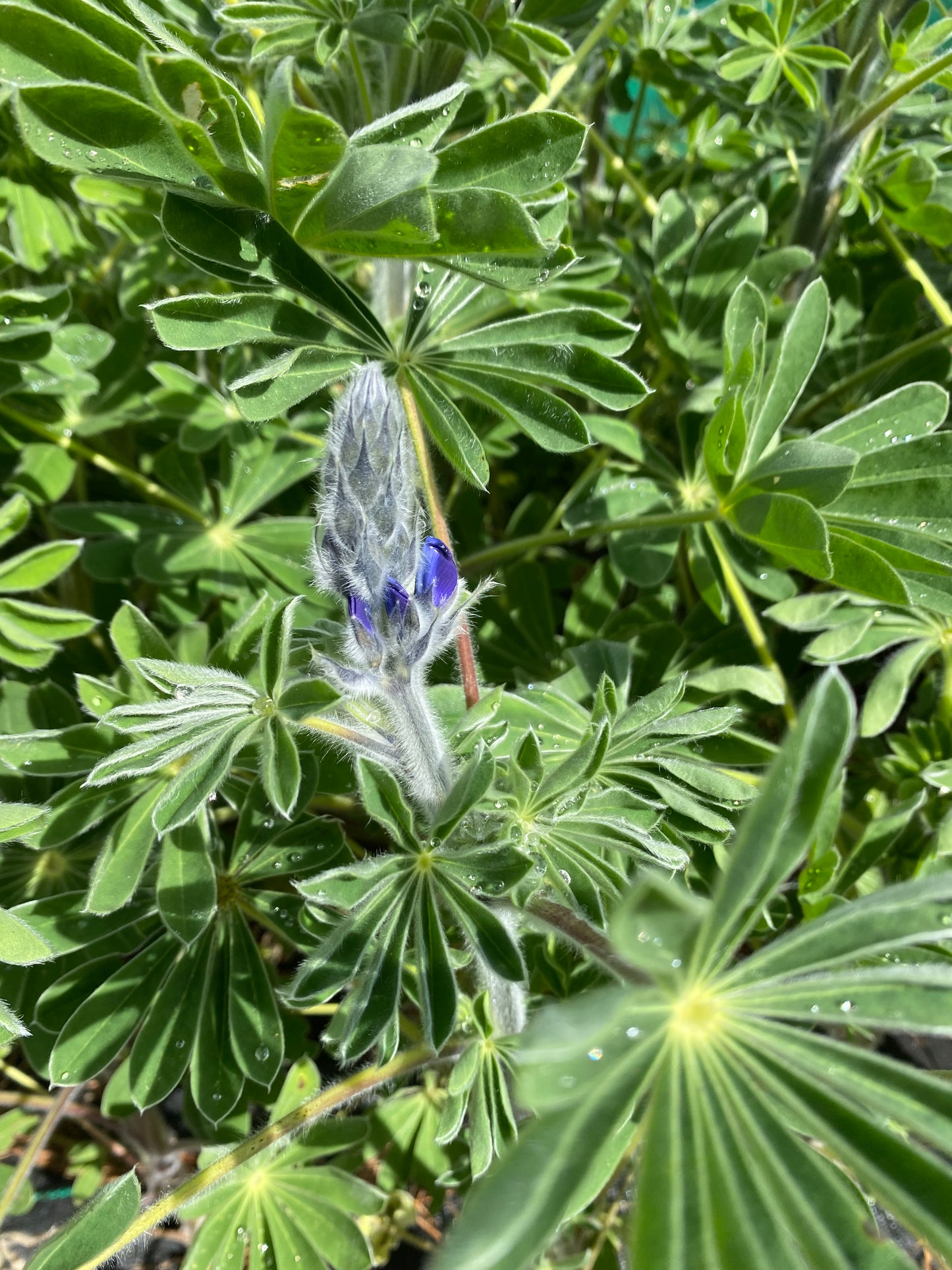 Israeli lupin