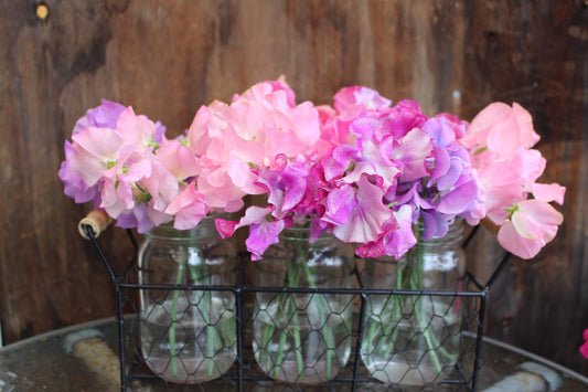 Sweet Pea 'Mystery Mix' NEW!