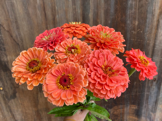 Zinnia 'Benary's Giant Salmon Rose'