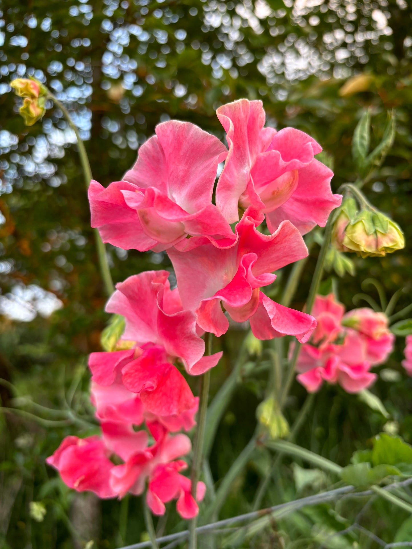 Sweet Pea 'Lizbeth' NEW!