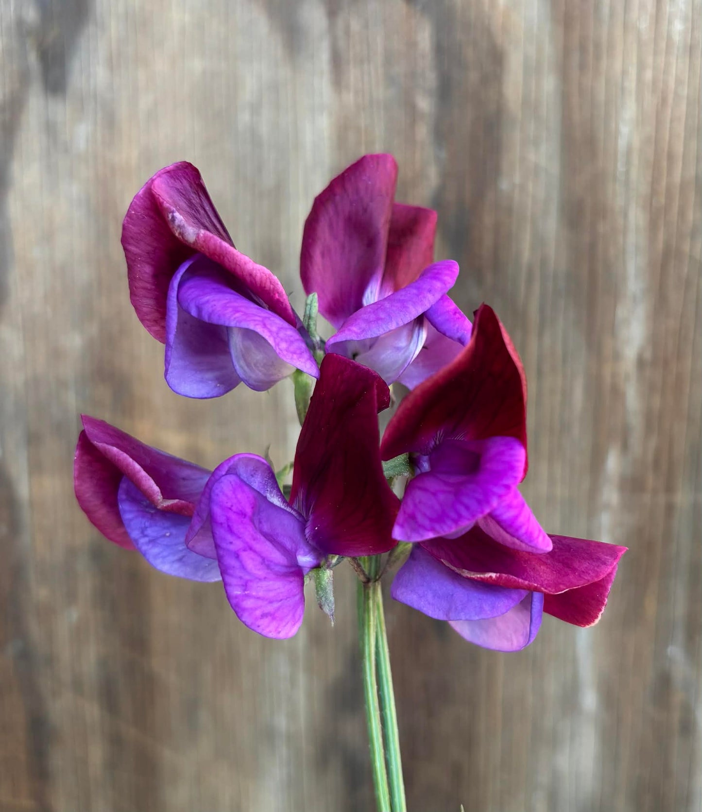 Sweet Pea 'Old Fashioned Mixed' NEW