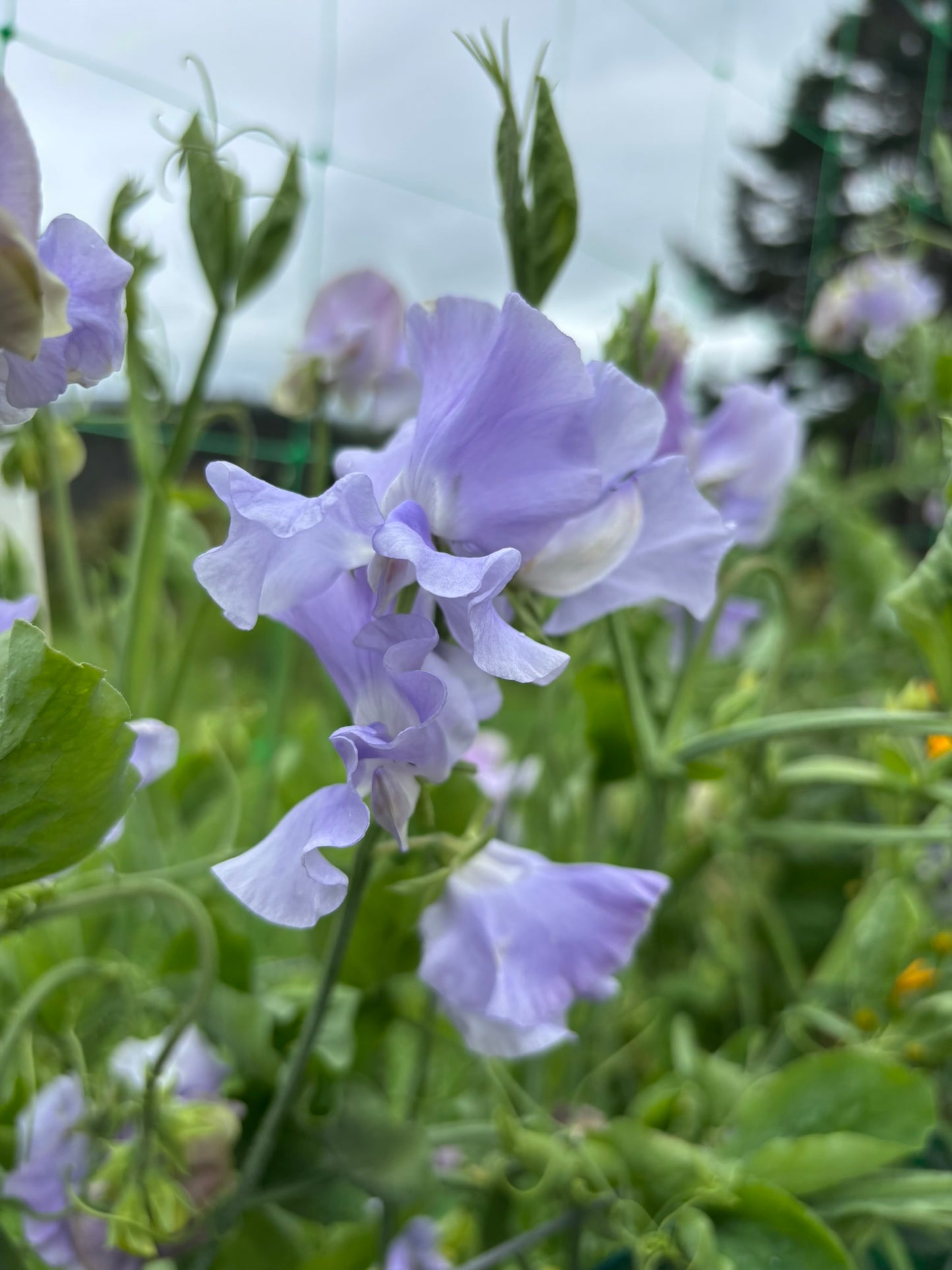Sweet Pea 'Naomi Nazareth' NEW!