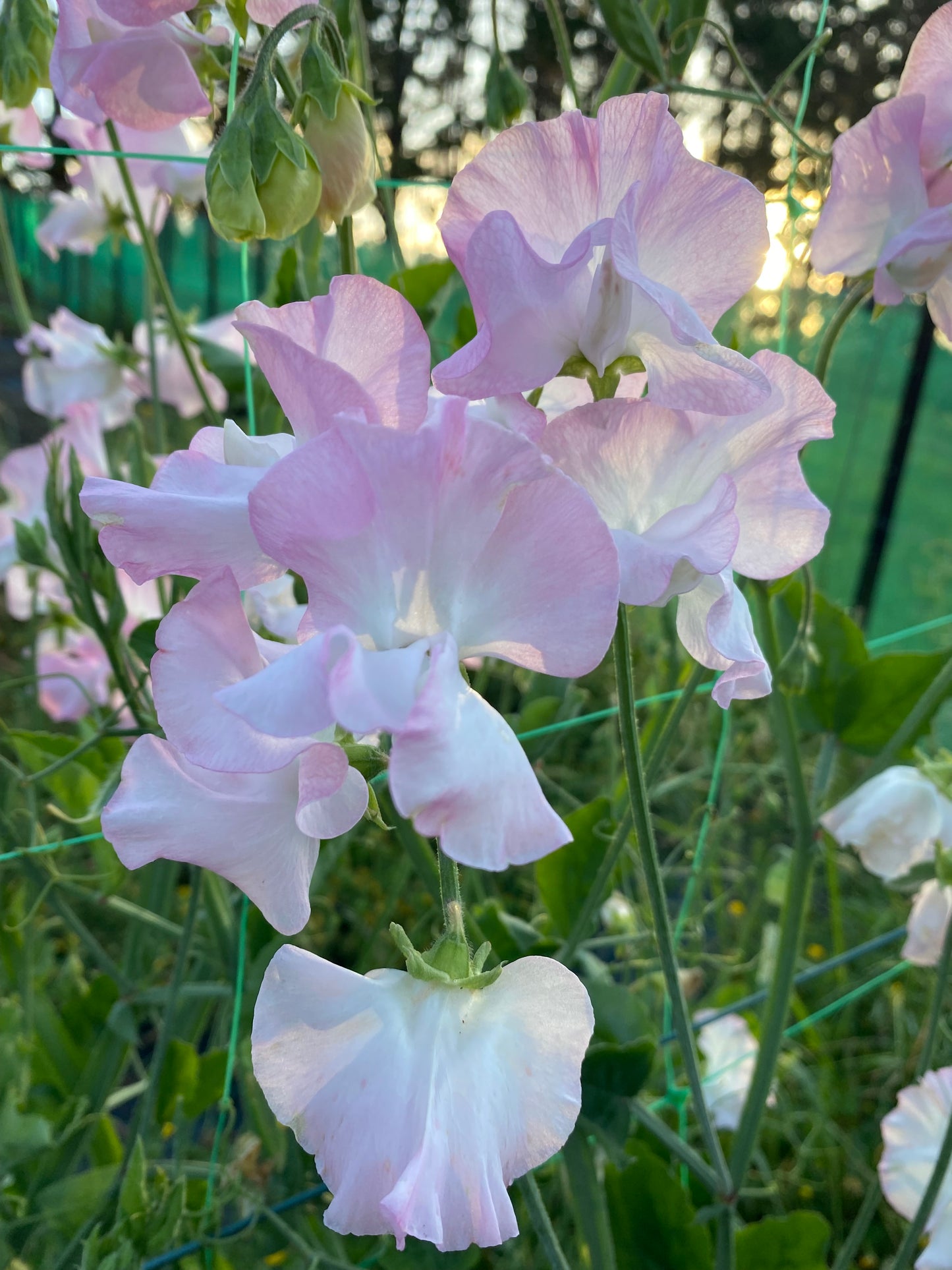 Sweet Pea 'Patricia Marilyn'