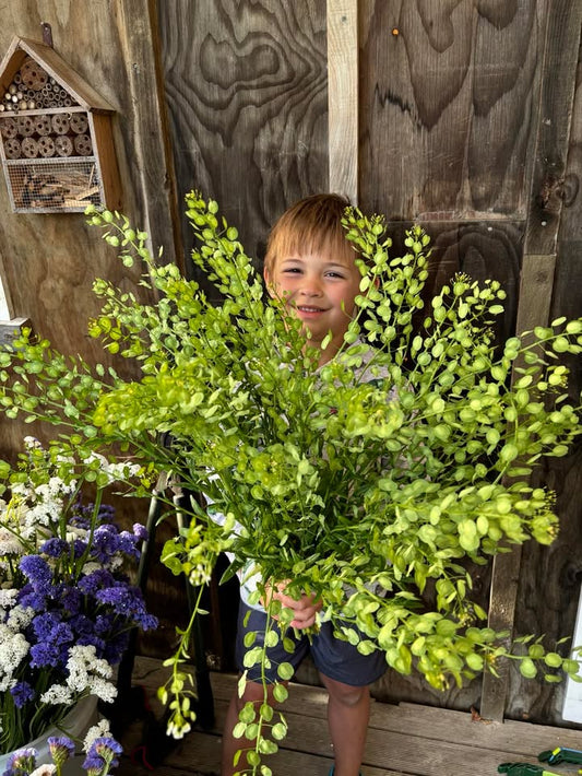 Penny Cress - Thlaspi arvense NEW!