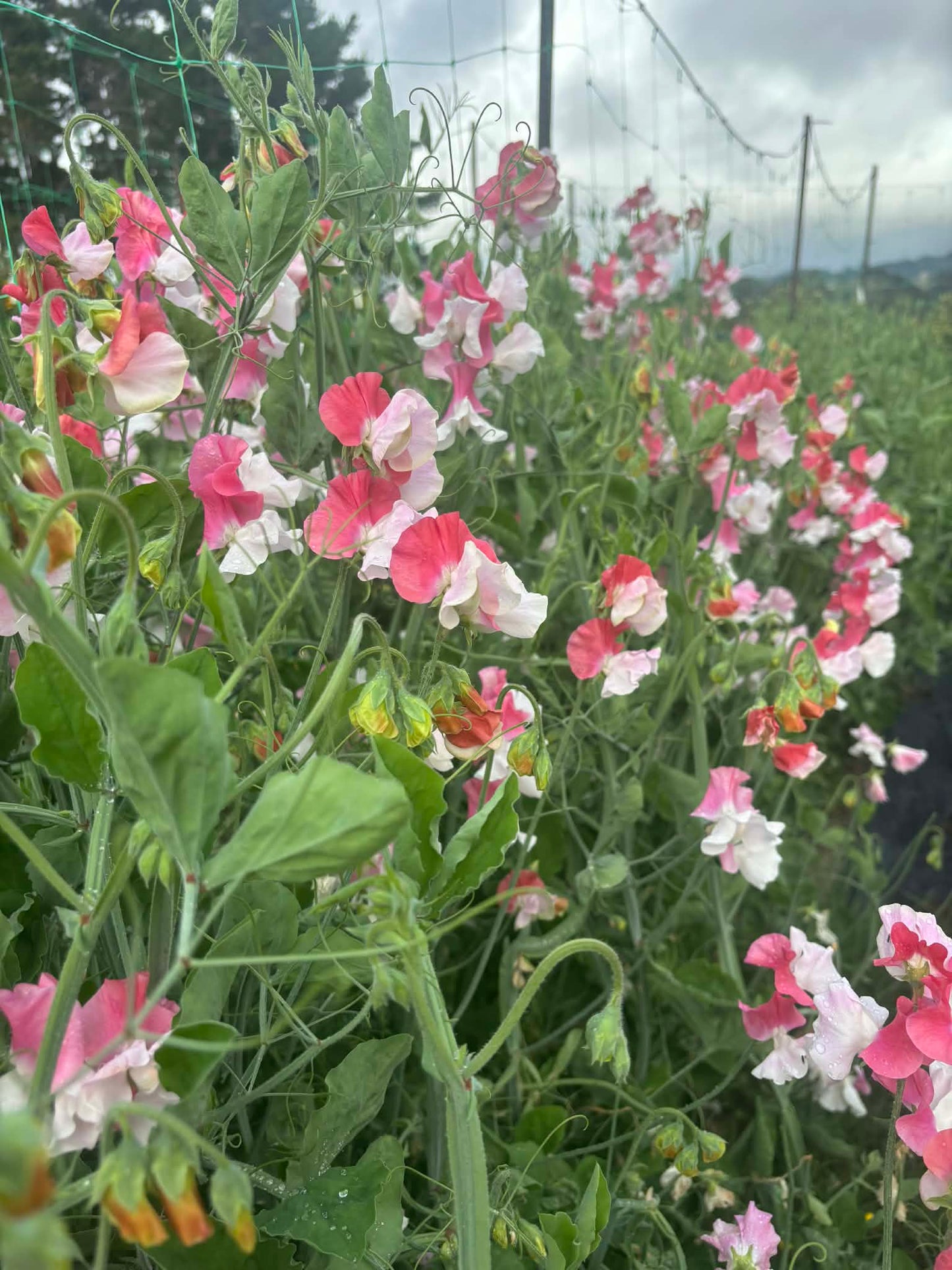 Sweet Pea 'Renaissance' NEW!