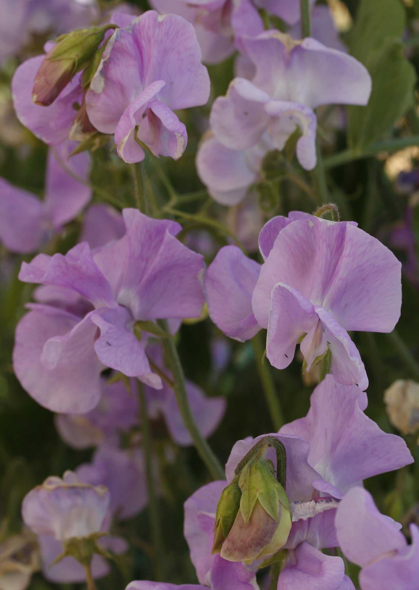 Sweet Pea 'Solstice Lavender' NEW!
