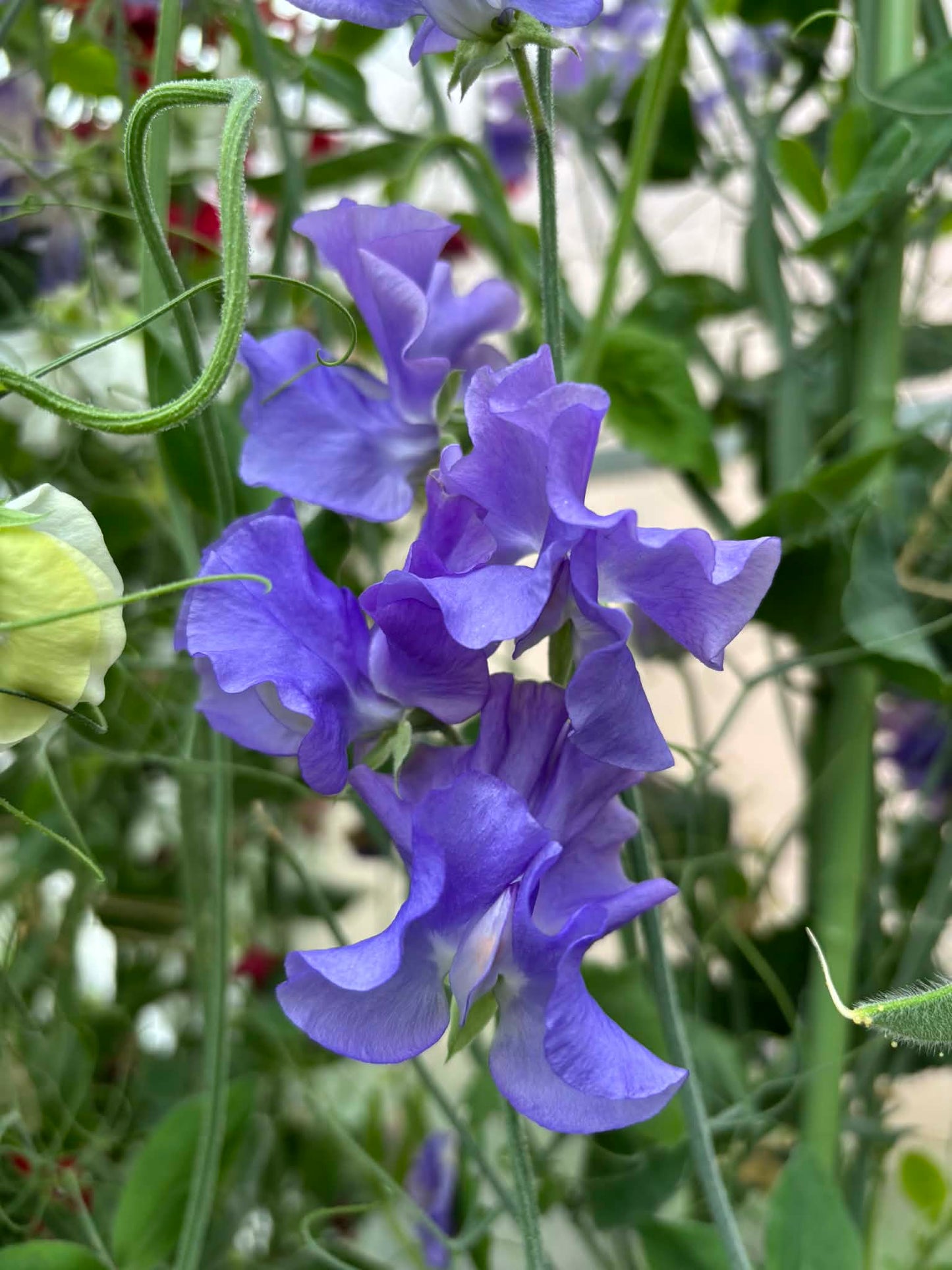 Sweet Pea 'Solstice Mid Blue' NEW!