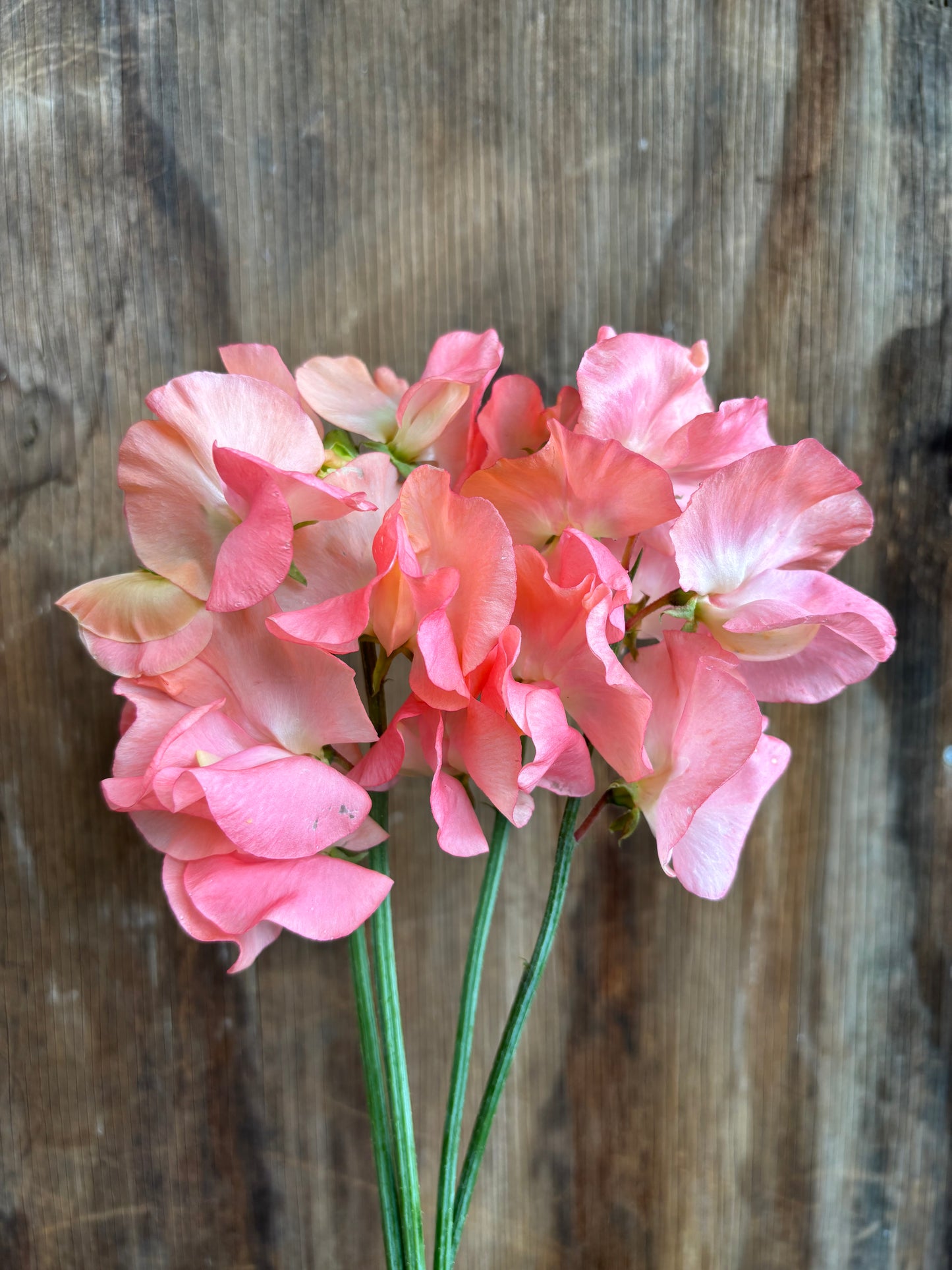 Sweet Pea 'Candyfloss' NEW!