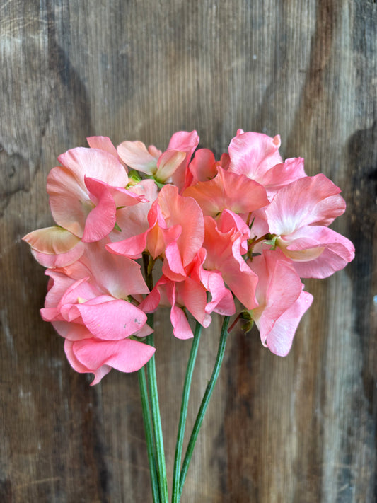Sweet Pea 'Candyfloss' NEW!