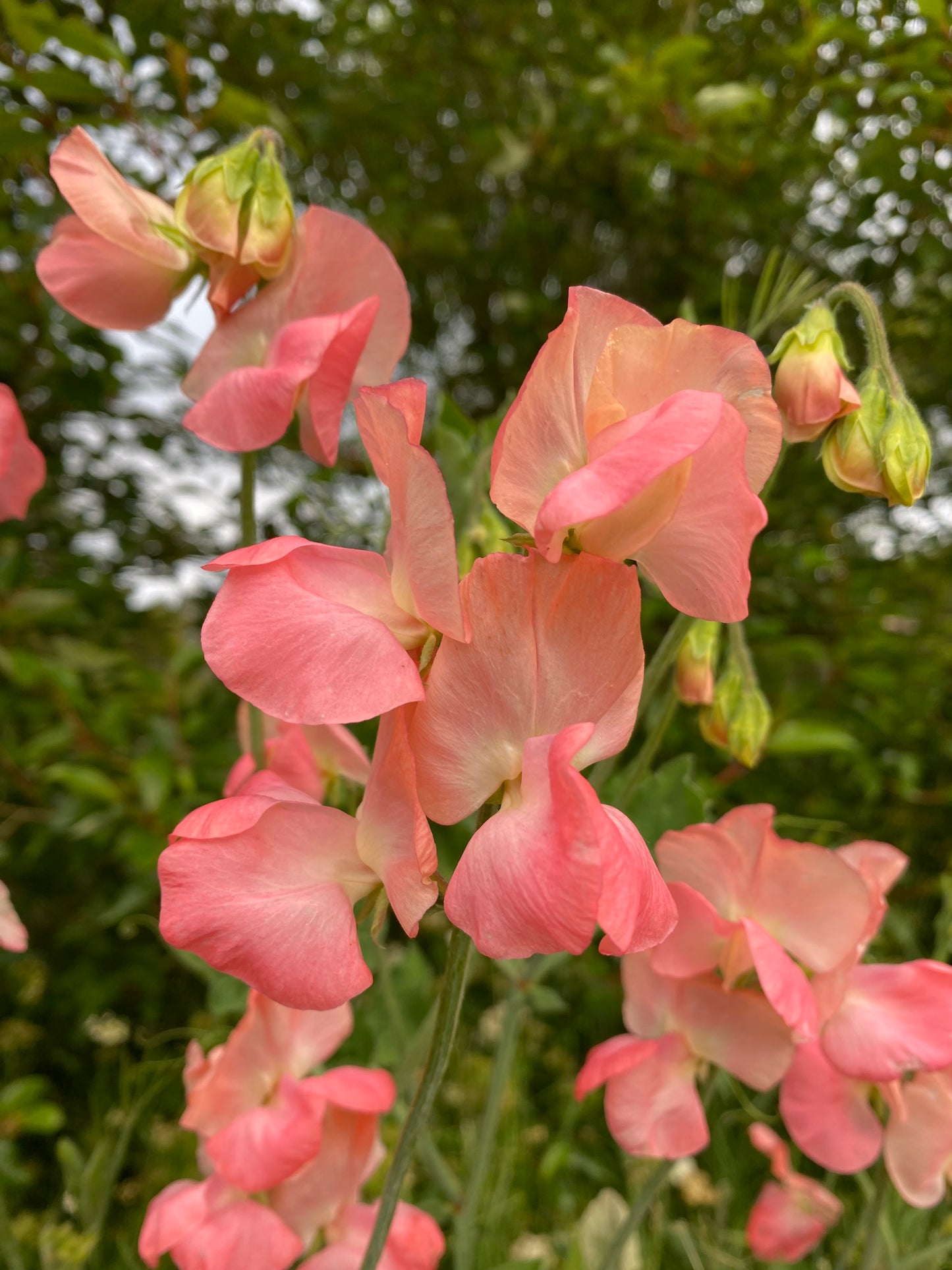 Sweet Pea 'Candyfloss' NEW!