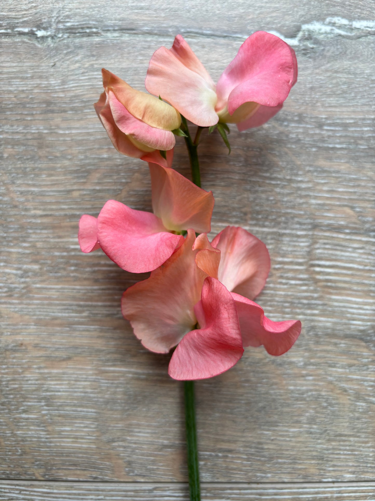 Sweet Pea 'Candyfloss' NEW!