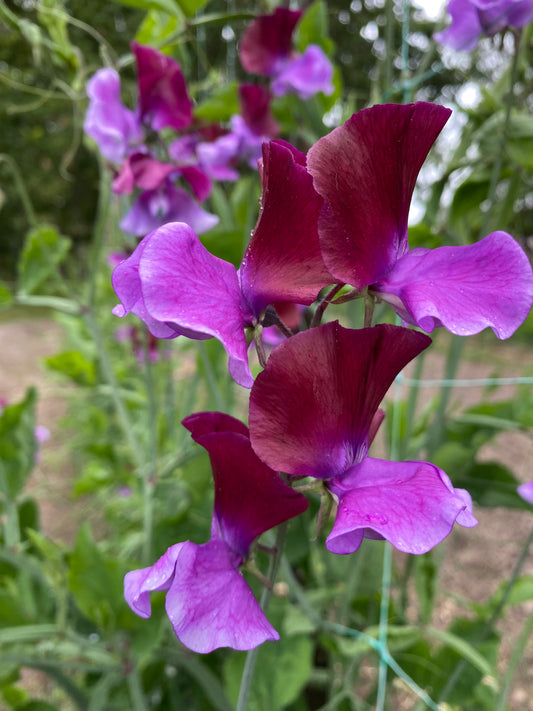 Sweet Pea 'Cocktail' NEW!