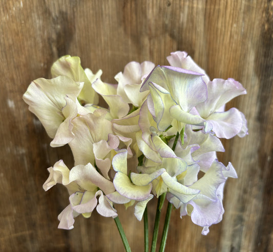 Sweet Pea 'Cream Eggs' NEW!