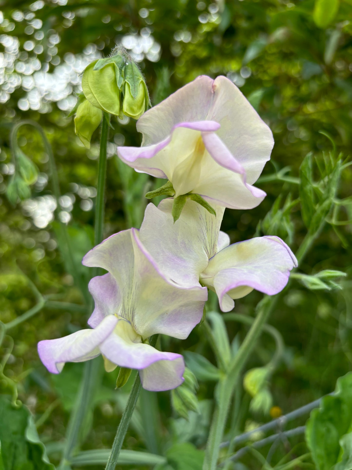 Sweet Pea 'Cream Eggs' NEW!