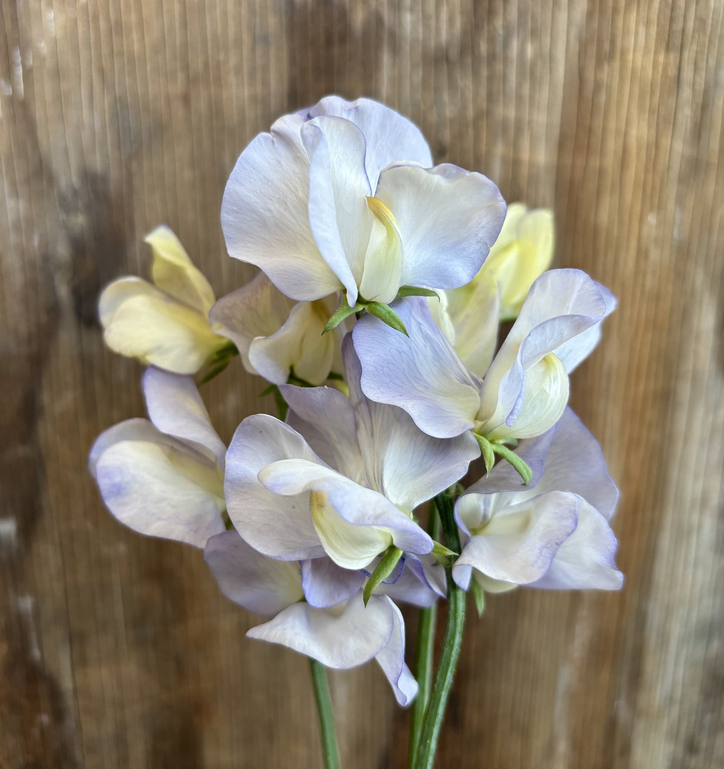 Sweet Pea 'Dragonfly' NEW!
