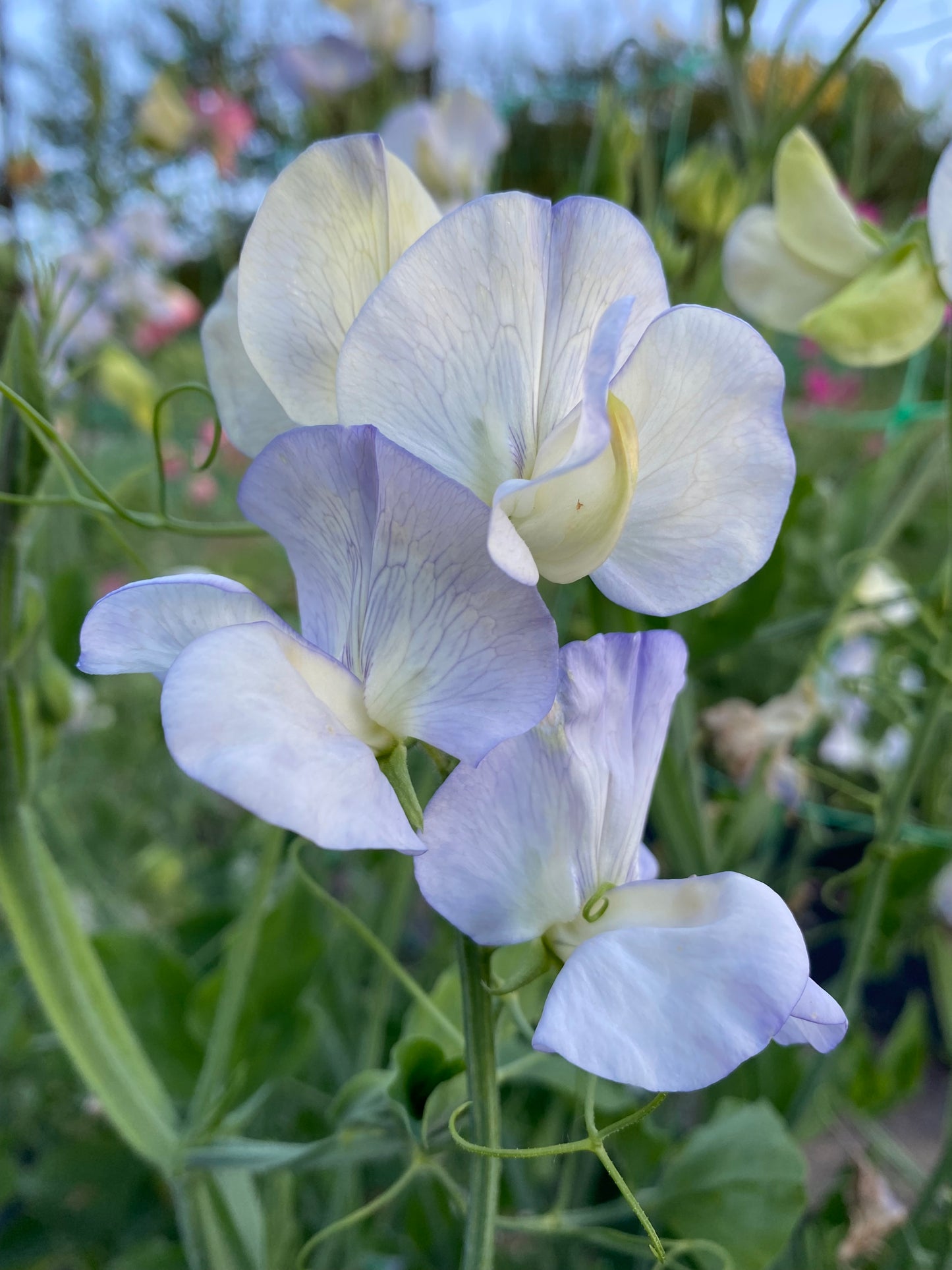 Sweet Pea 'Dragonfly' NEW!