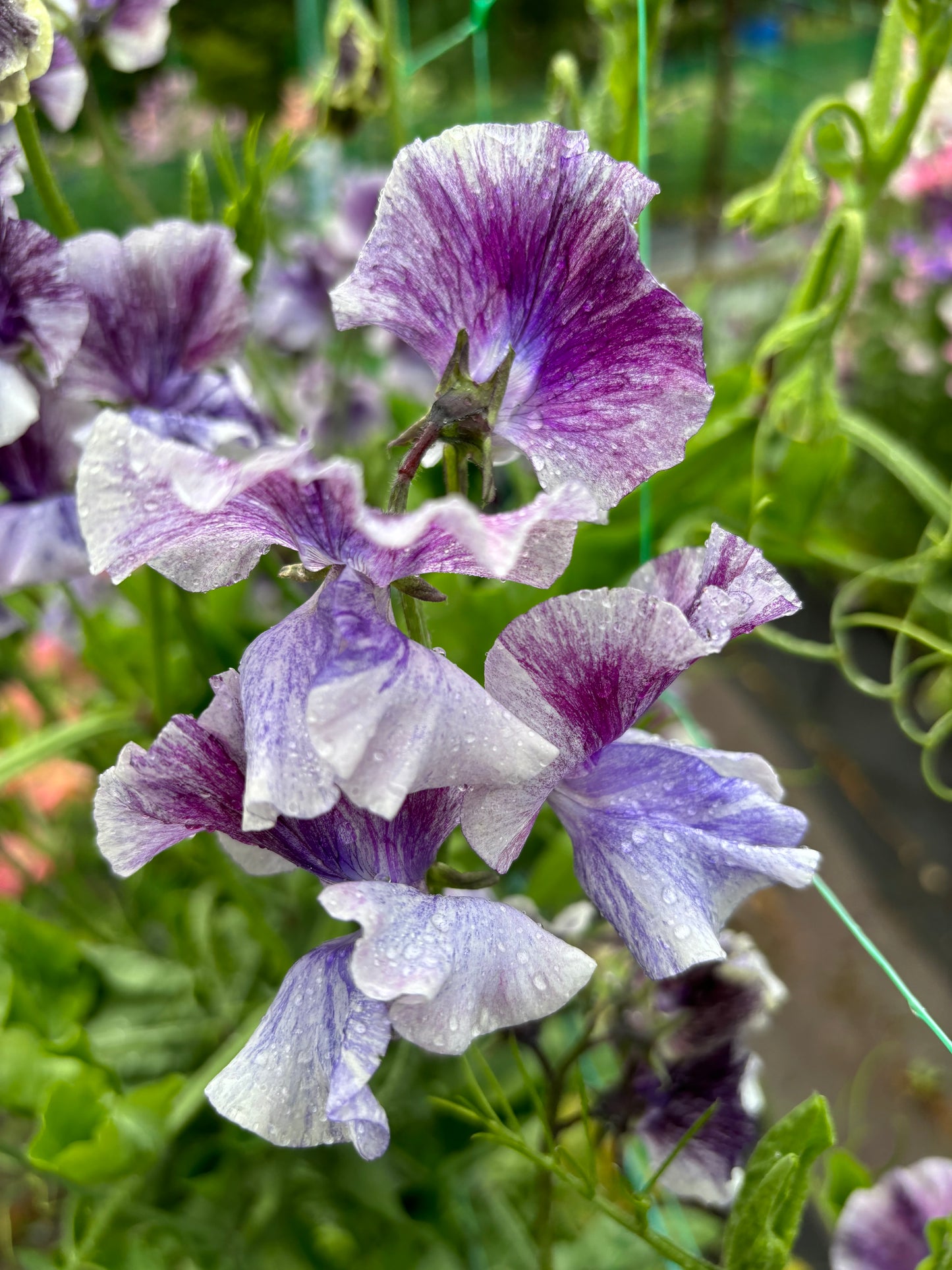 Sweet Pea 'Earl Grey' NEW!