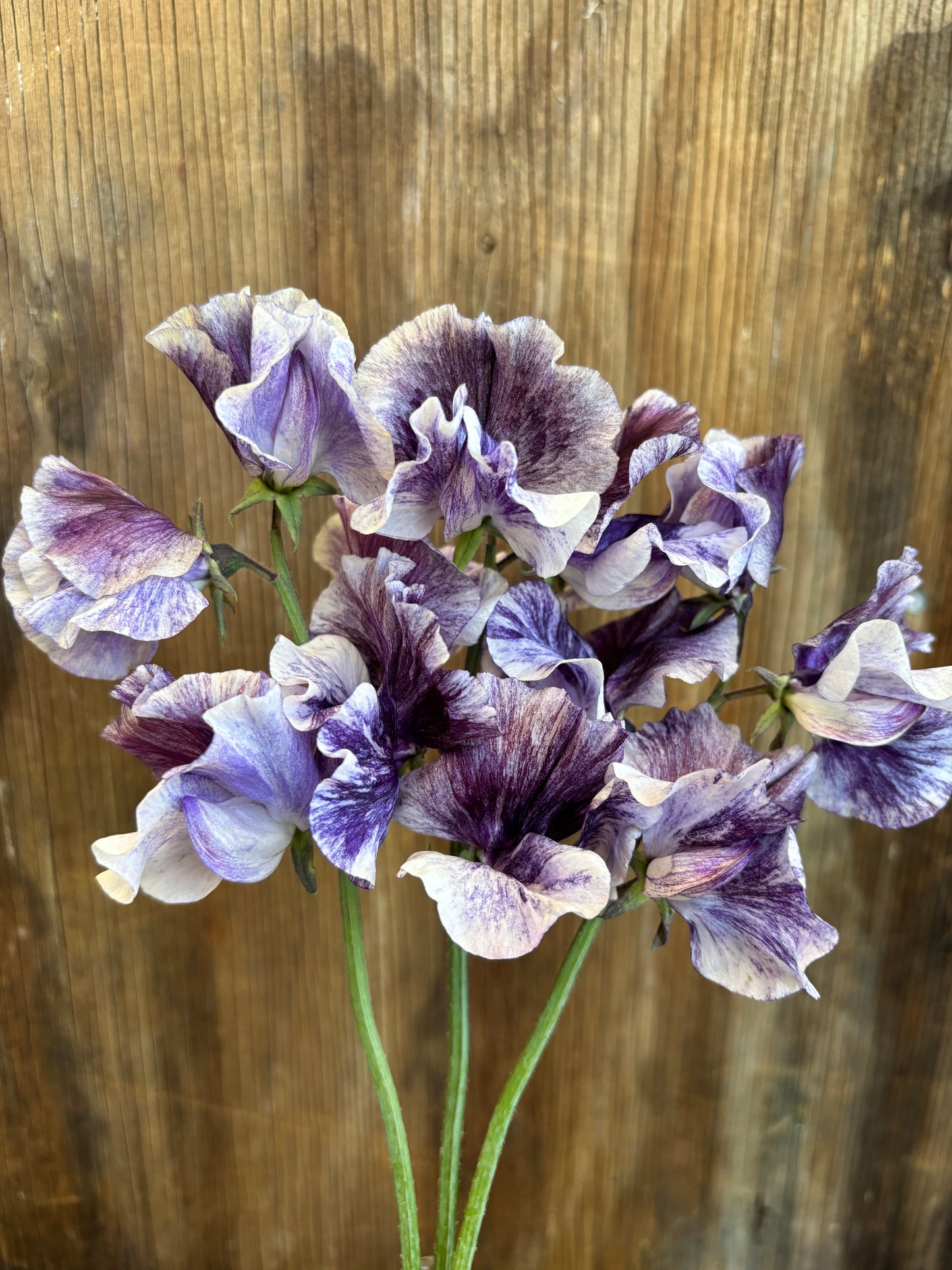 Sweet Pea 'Earl Grey' NEW!