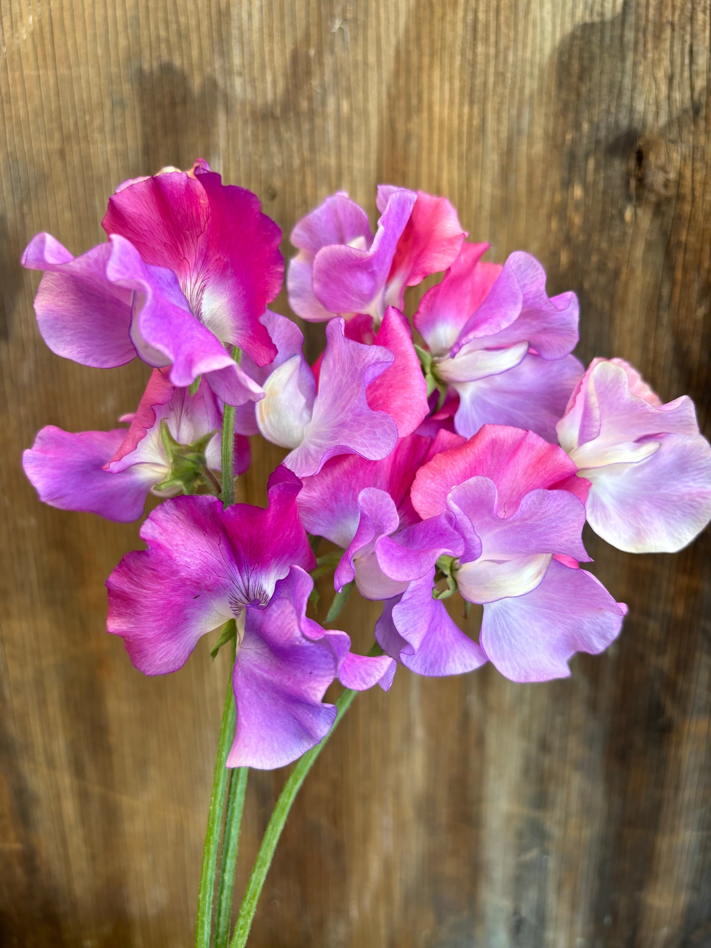 Sweet Pea 'Ella Mountbatten' NEW!