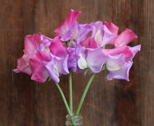 Sweet Pea 'Enchante'