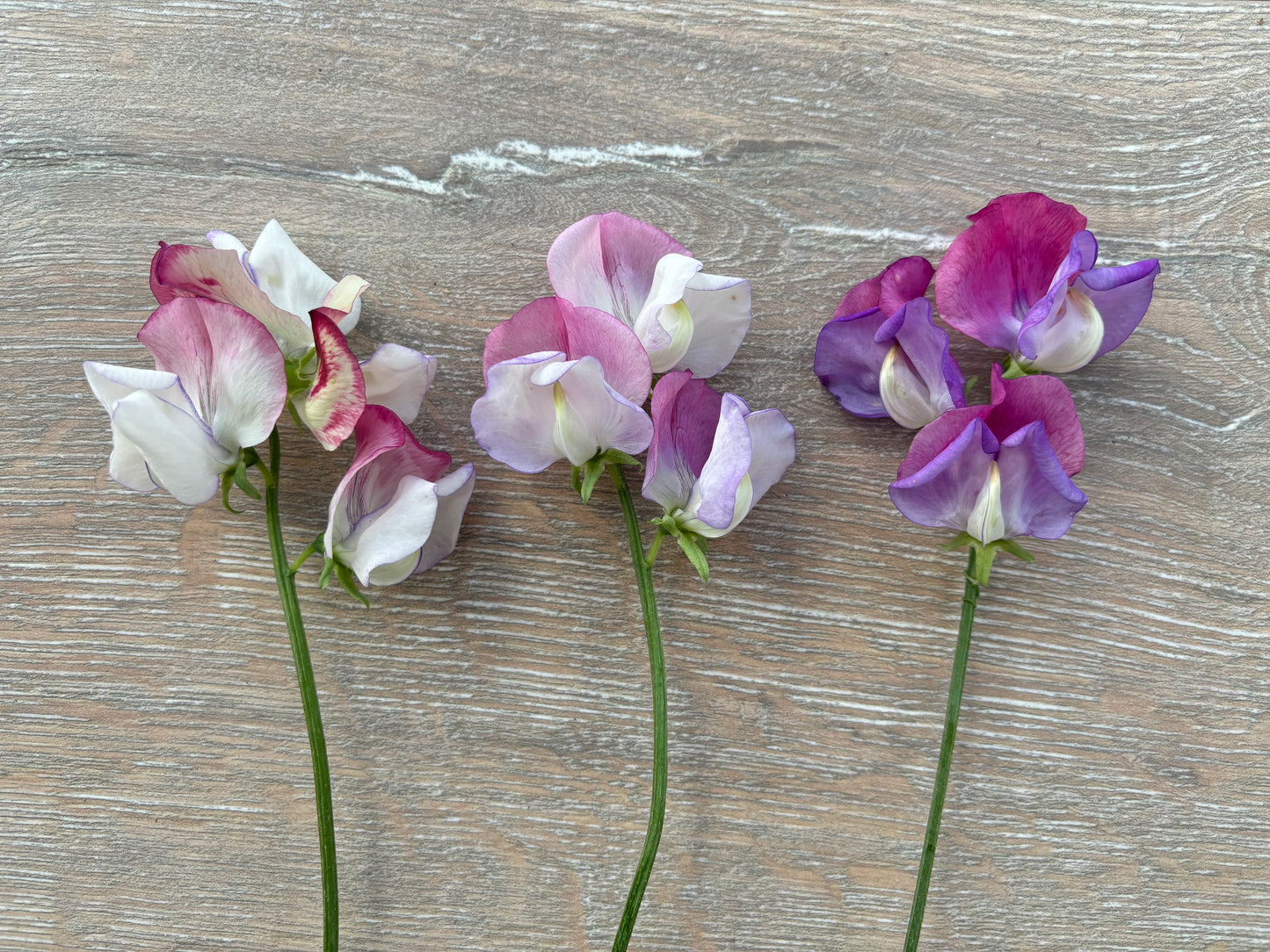 Sweet Pea 'Fire & Ice' NEW!