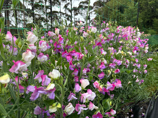 Sweet Pea 'Fire & Ice' NEW!