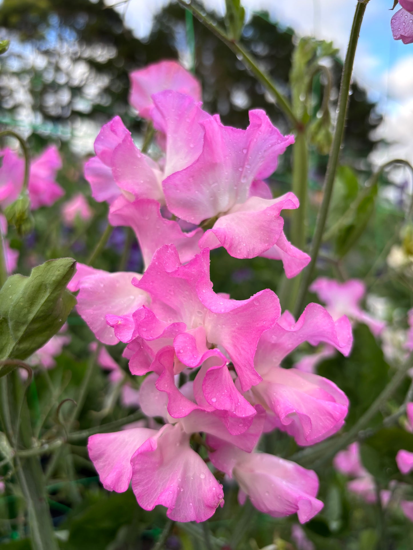 Sweet Pea 'Gwendoline' NEW!