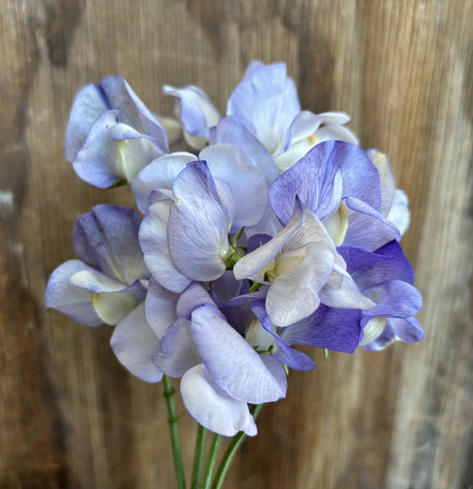 Sweet Pea 'Kingfisher' NEW!