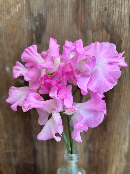 Sweet Pea 'Lilac Romance' NEW!