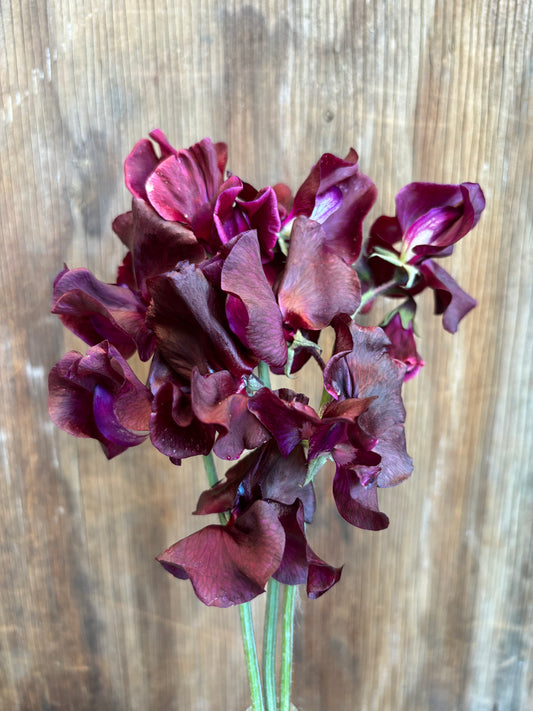 Sweet Pea 'Mahogany' NEW!