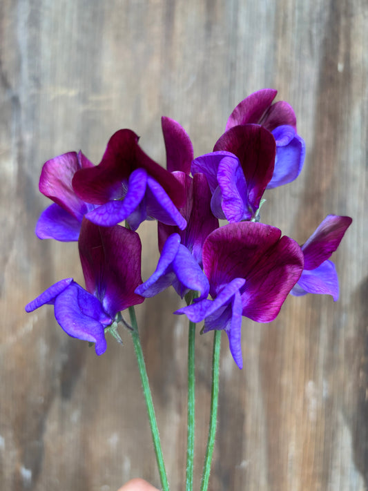 Sweet Pea 'Matucana' NEW!