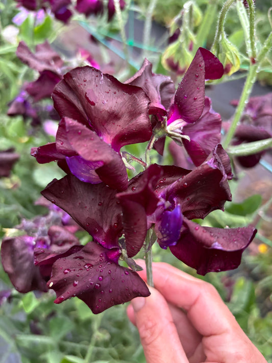 Sweet Pea 'Midnight' NEW!