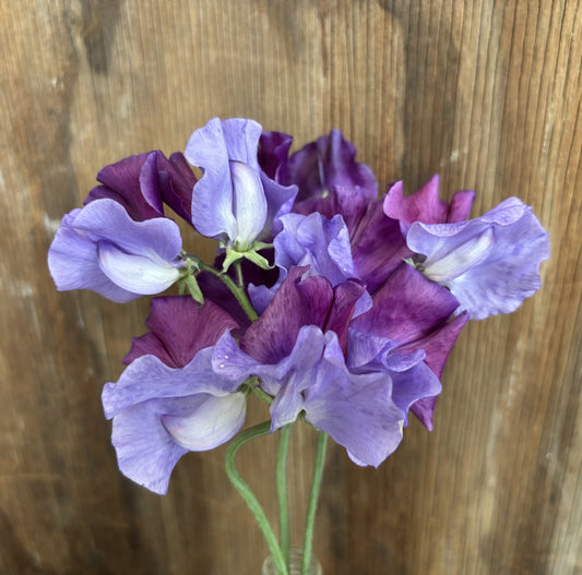 Sweet Pea 'North Shore' NEW!