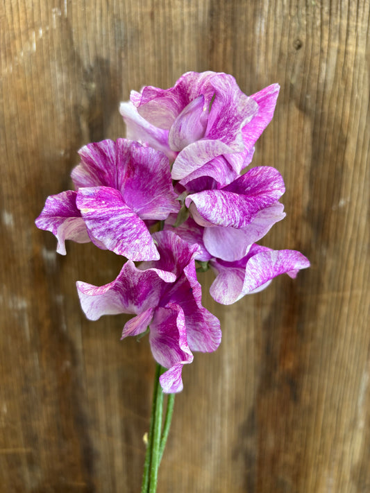 Sweet Pea 'Pandemonium' NEW!