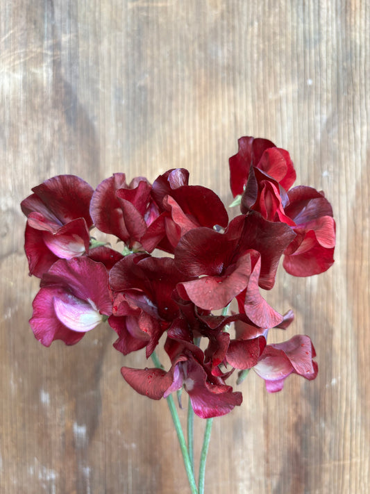 Sweet Pea 'Retro Red' New!