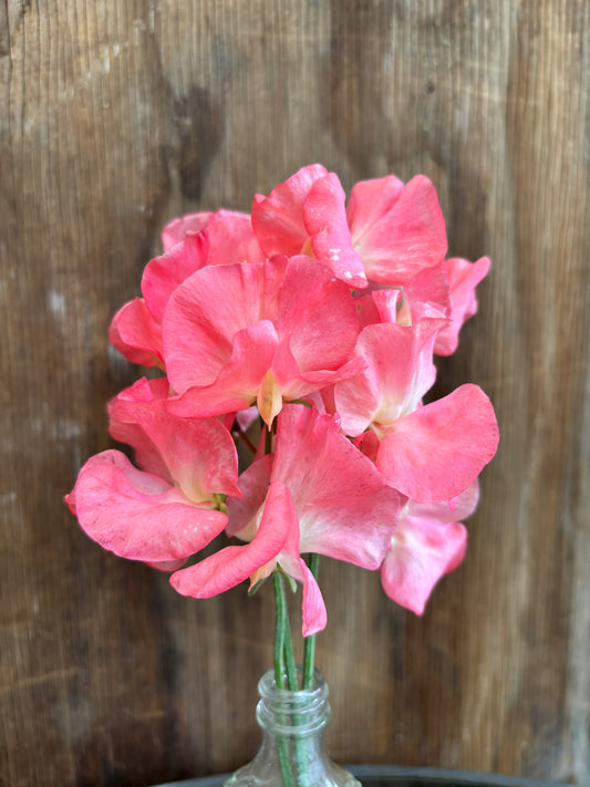 Sweet Pea 'Watermelon' NEW!