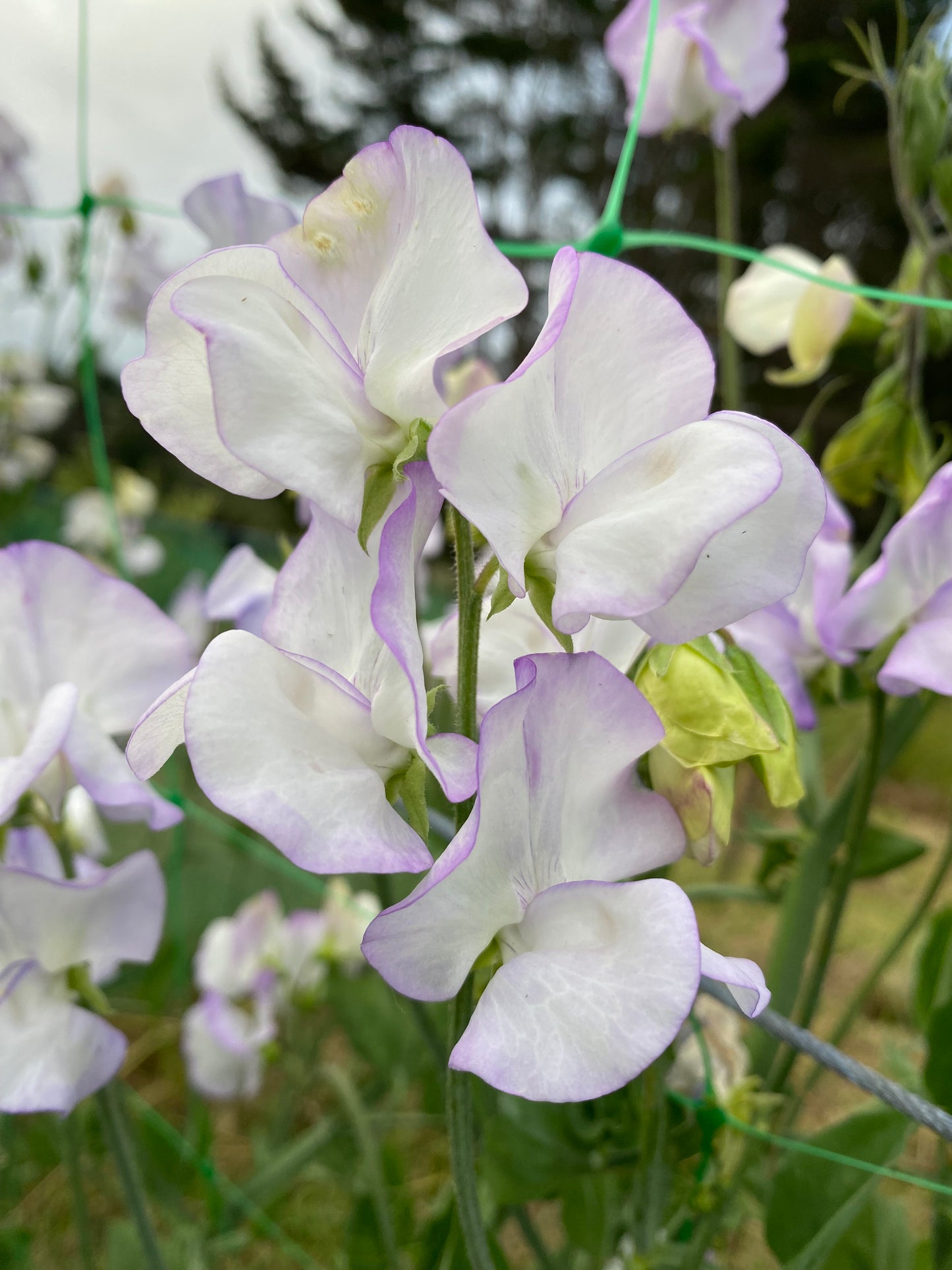 Sweet Pea 'Albutt Blue'