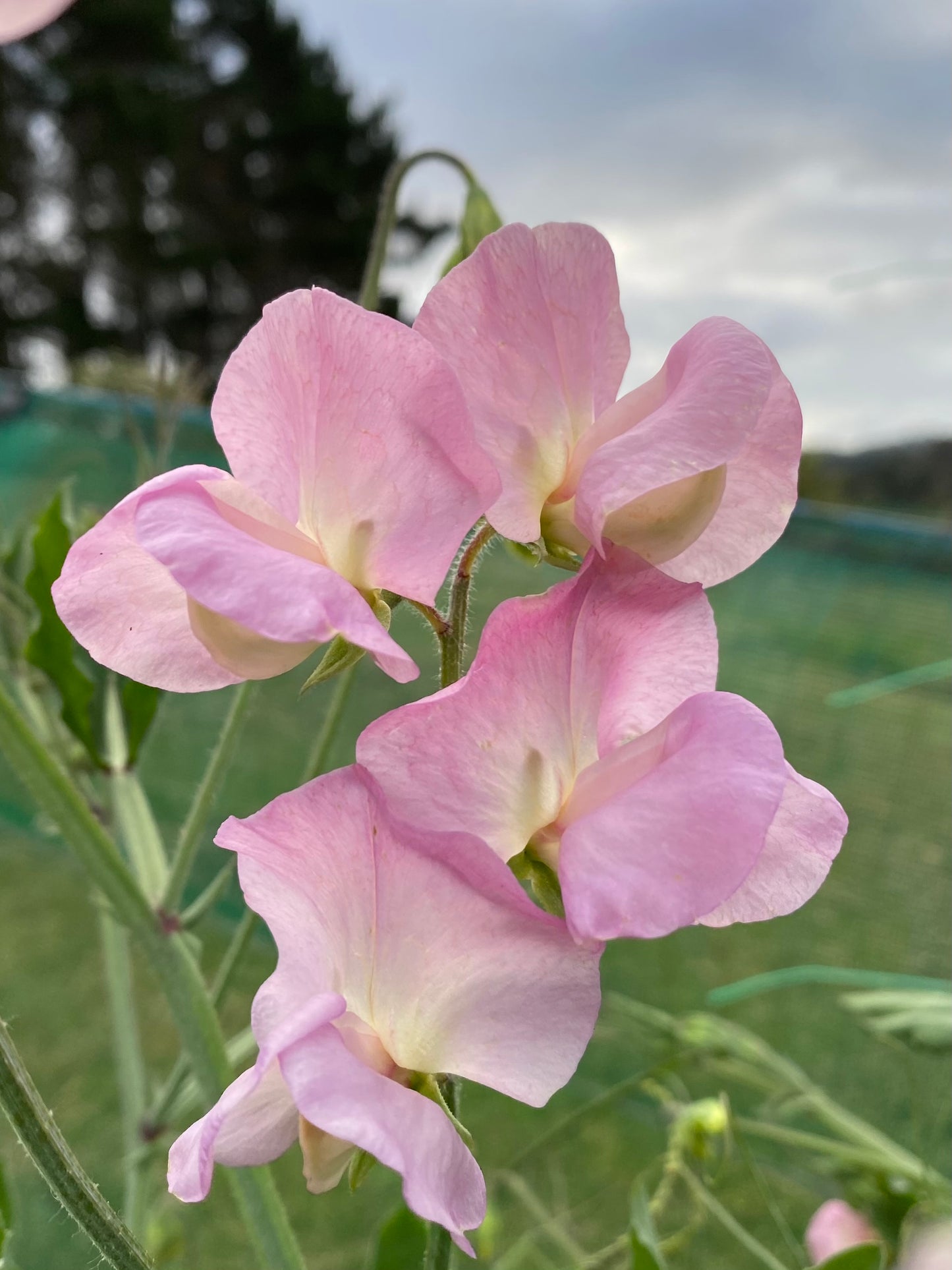 Sweet Pea 'Alisa'
