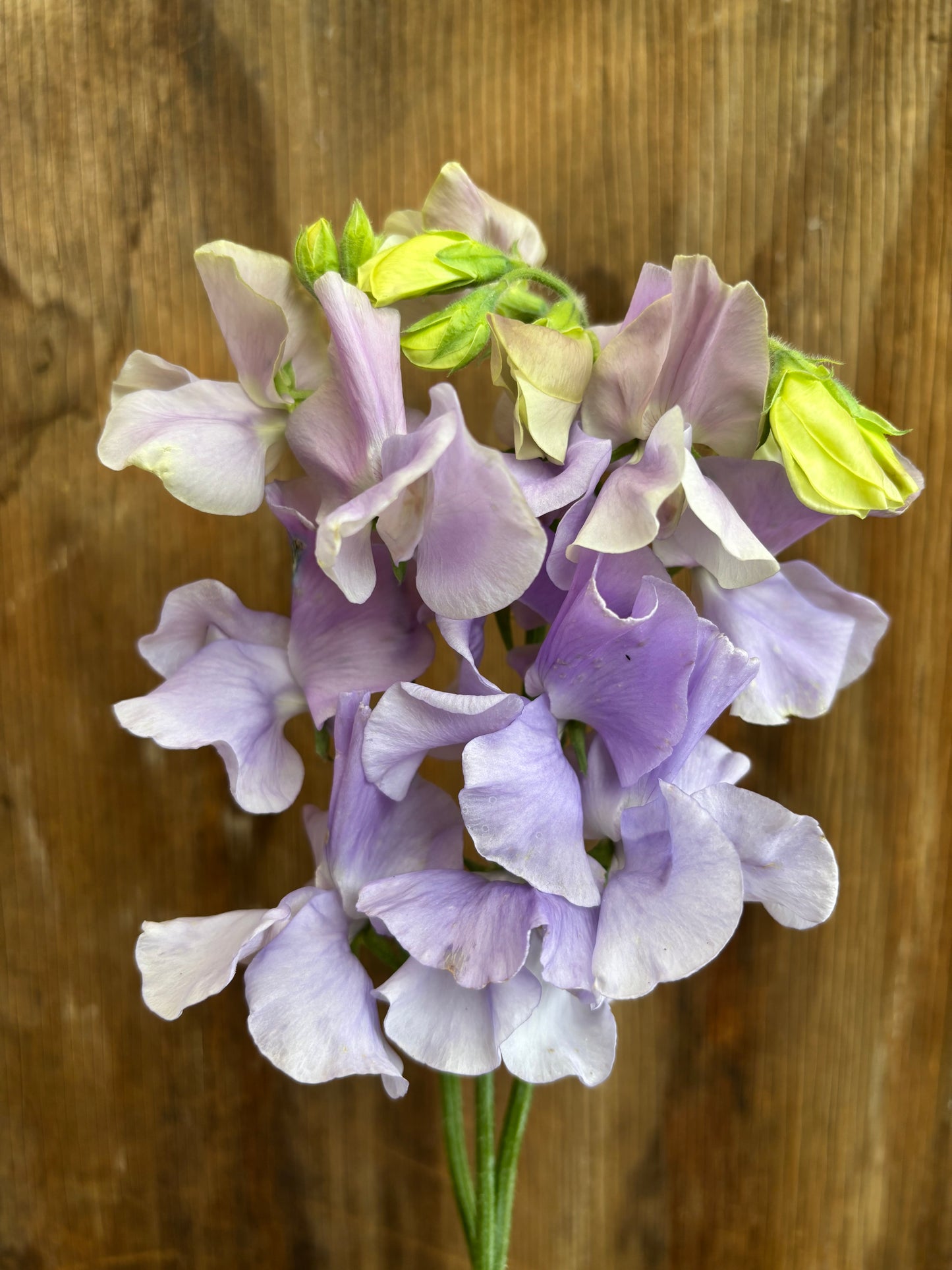 Sweet Pea 'Chelsea Centenary'